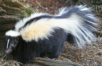 This is a picture of a skunk - animal control american canyon