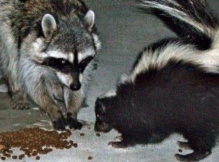 an image of a raccoon and skunk in Vallejo