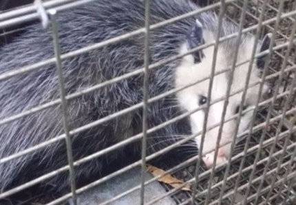 a picture of a possum captured in a cage