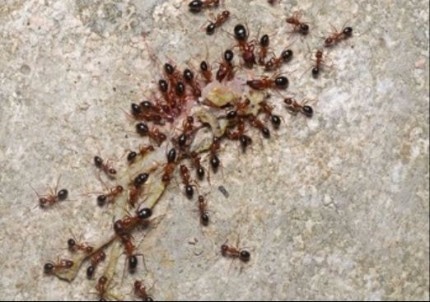 a picture of an ant control infestation in Vallejo, CA