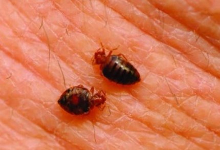 an image of a bed bug removal infestation in vallejo