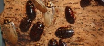 this is an image of cockroach exterminator in vallejo, ca
