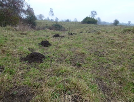 This is a picture of mole hills - mole control Vallejo, CA