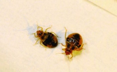 this is an image of american canyon bed bug control