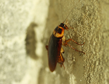 This is a picture of a cockroach - Vallejo cockroach control