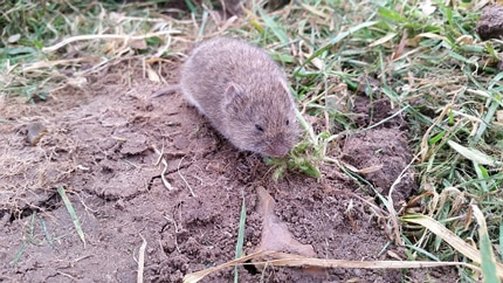 This is a picture of a vole - vole control Vallejo