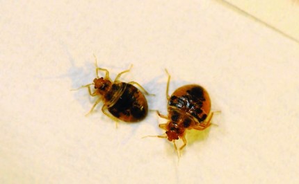 This is as picture of a bed bugs - Vallejo bed bug exterminator