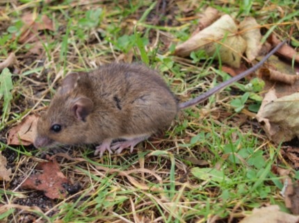 This is an image of a vole - Vallejo, CA