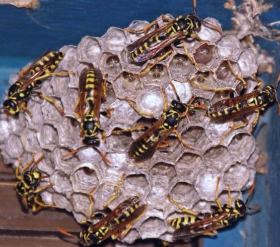 an image of a wasp infestation in vallejo, ca