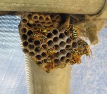 Picture of wasps in their hive - wasps exterminator vallejo