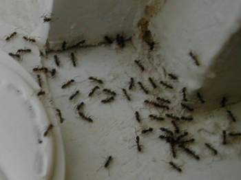 Picture of ants - best pest control Vallejo