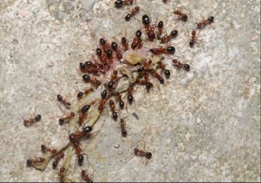 This is an image of ant control services, vallejo california