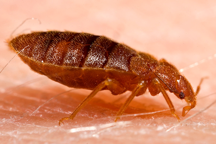 This is a picture of a bed bug - vallejo
