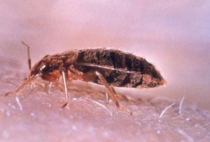 an image of a bed bug infestation in vallejo, ca