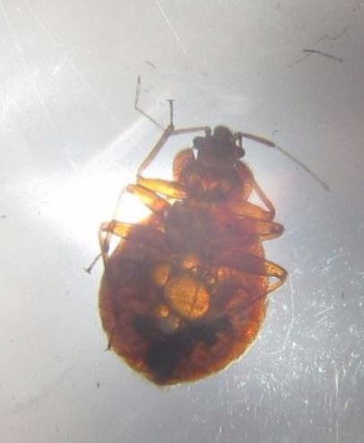 a picture of a bed bug infestation problem in vallejo, ca