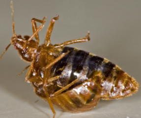 this is a picture of a bed bug on its back from from extermination