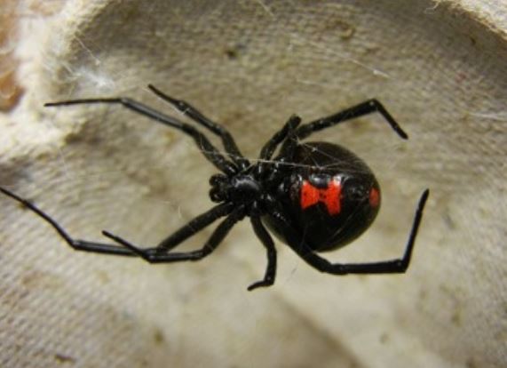 this is an image of black widow spider vallejo