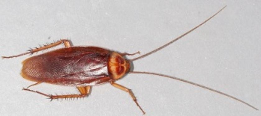 This is a picture of a cockroach