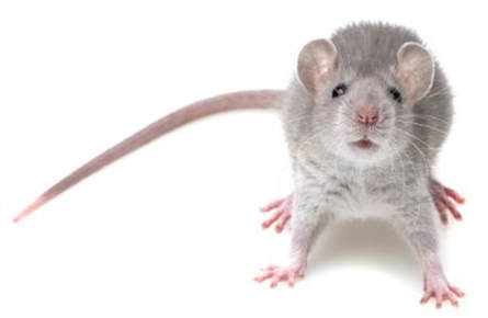 this is an image of rat exterminator services