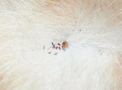 Picture of fleas on a pet's skin - Vallejo flea exterminator