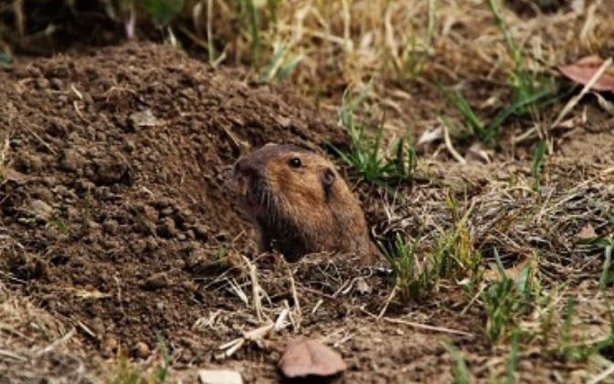 This is a picture of a Gopher - Gopher control Vallejo