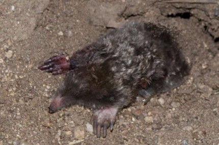 This is an image of a mole