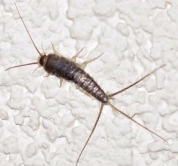 this is an image of silverfish pest control services