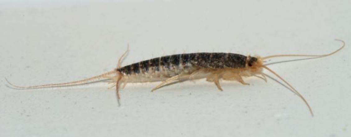 this is a picture of a silverfish