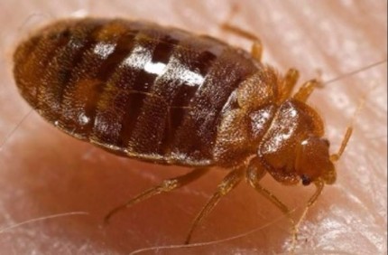 a picture of a bed bug extermination project in vallejo, ca