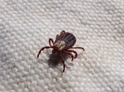 Picture of a tick - Vallejo flea exterminator