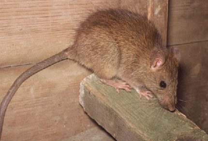 This is a picture of a mouse - Vallejo rat exterminator