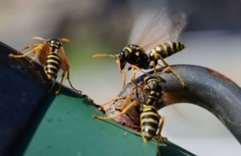 This is a picture of wasps - emergency pest control (Vallejo)